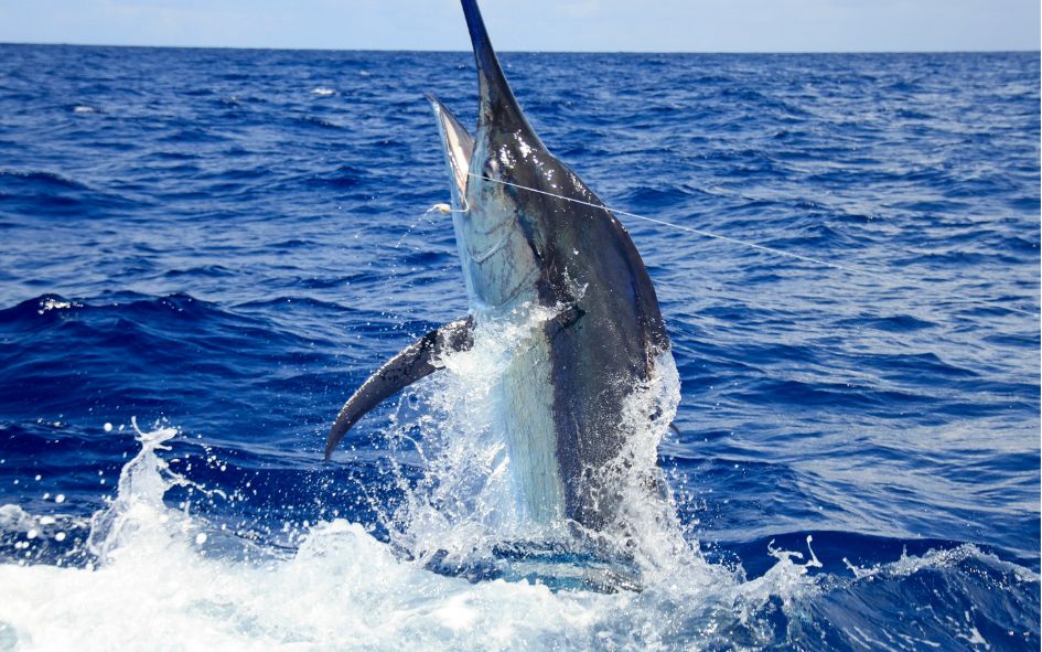 marlin en Los Cabos